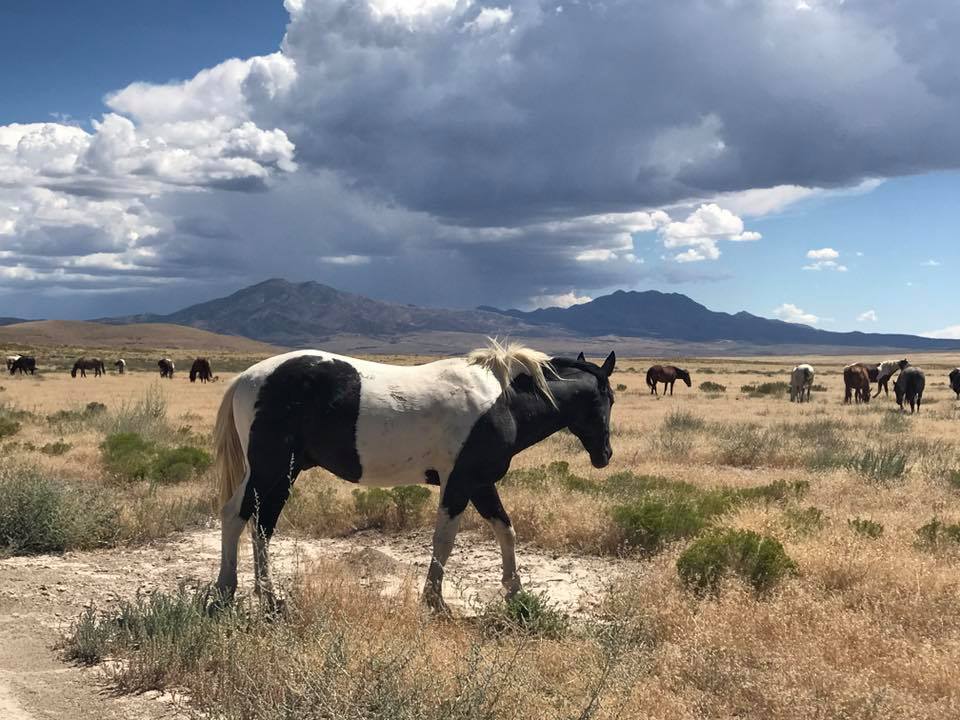 FreeWildHorses's tweet photo. UT's wild horses are in danger of being rounded up. Please ask the BLM to continue w fertility control vs, removals! https://t.co/ppBg0HSS54 https://t.co/lelPdKDSOB