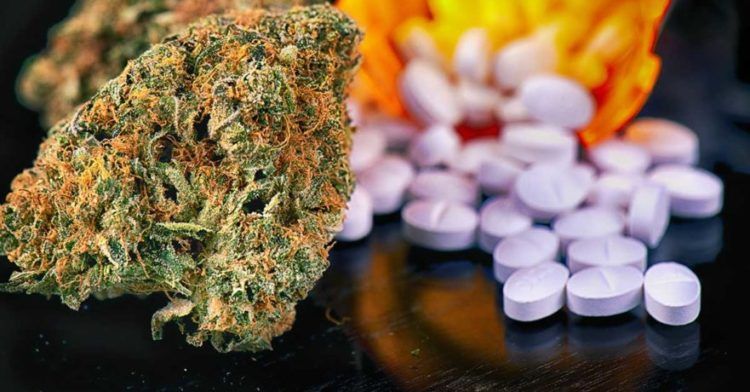 ThinkTankExile's tweet photo. Top 6 Cannabis Strains Best Suited For Pain Relief https://t.co/DwzRvDShZz https://t.co/SICLTdmDVZ