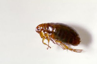 BugsByBrian's tweet photo. Common Missouri Pest: Fleas https://t.co/qAHW520Vzz #STLouis #Missouri #PestControl #Exterminator https://t.co/XyzNHKOdYp