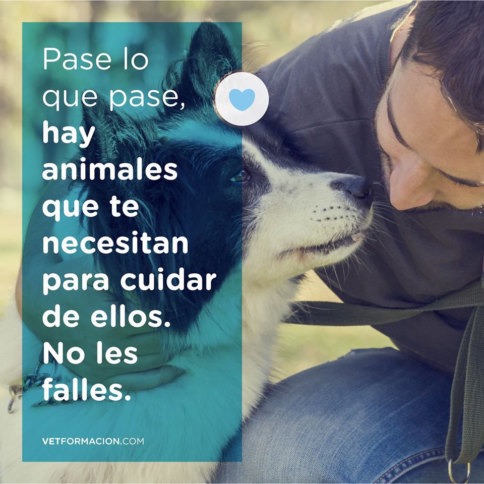 vetformacion's tweet photo. Pase lo que pase, hay animales que te necesitan para cuidar de ellos. No les falles ❤️ https://t.co/PqjxICkhHe