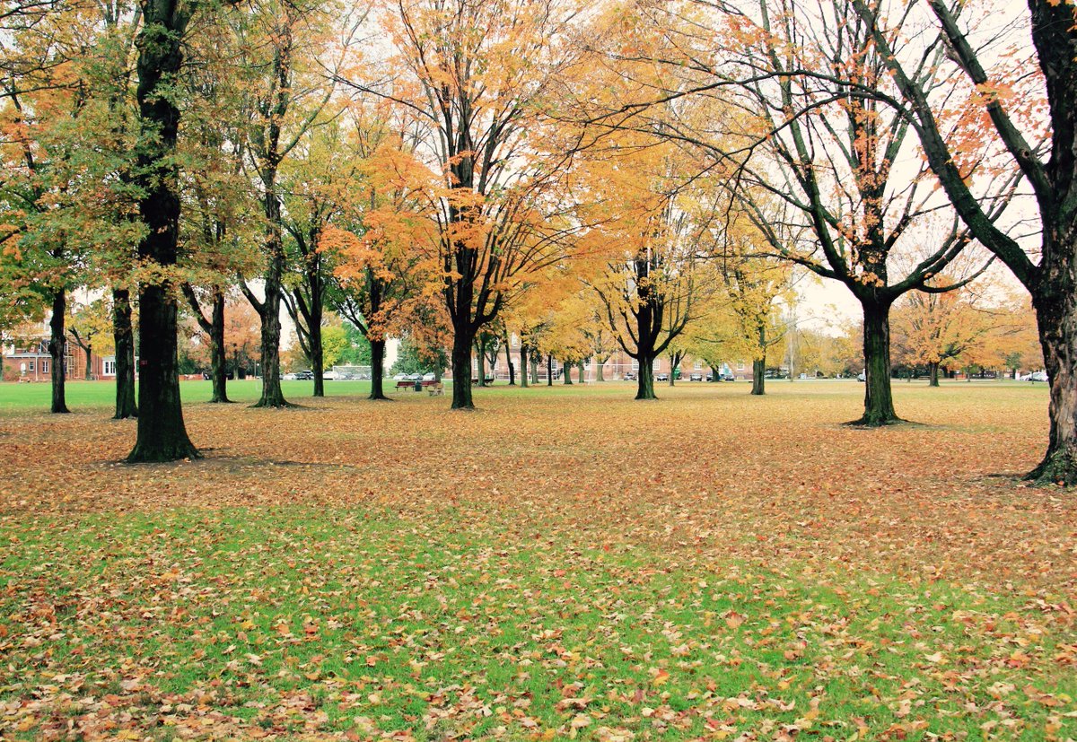 STCCSpringfield's tweet photo. Nothing quite like the campus green at STCC in the fall! #autumn #trees #foliage #communitycollege #springfieldtechnicalcommunitycollege https://t.co/SY1yjd9Tp0