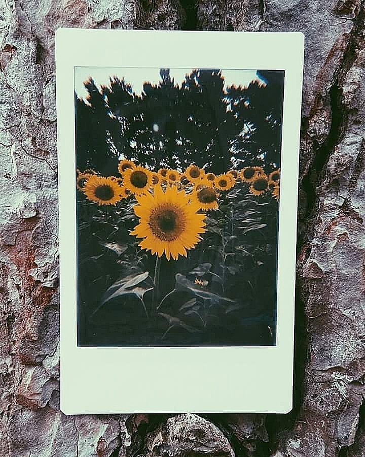 Adina_salvatore's tweet photo. #suflower🌻🌻 https://t.co/mIXfEGwYlA