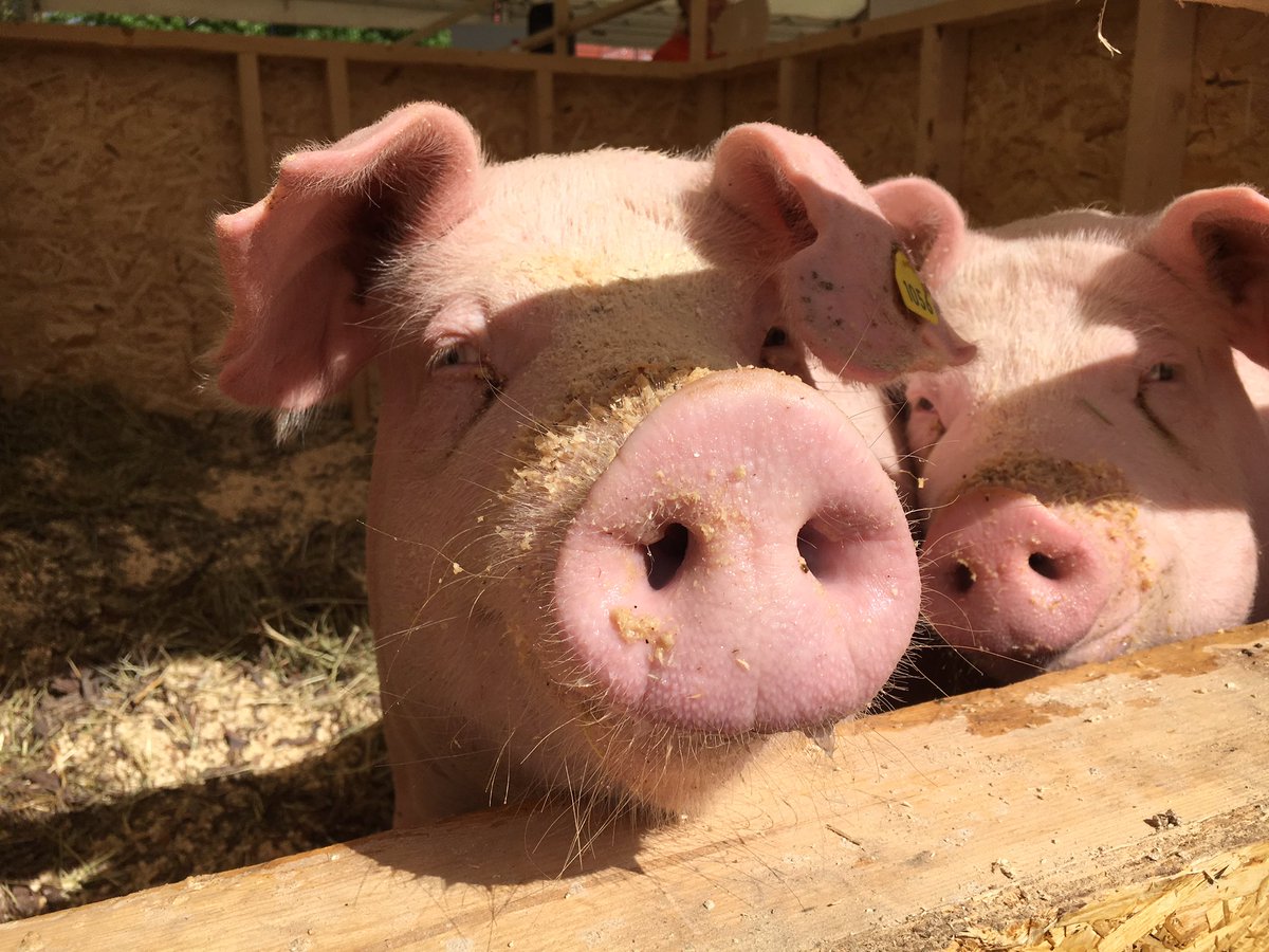 ina_toppari's tweet photo. It's official now, Finns rear best pigs with #intacttails #ehjähäntä @EU_PiG https://t.co/PYZtvHu0j1 https://t.co/yG2QVtYLac