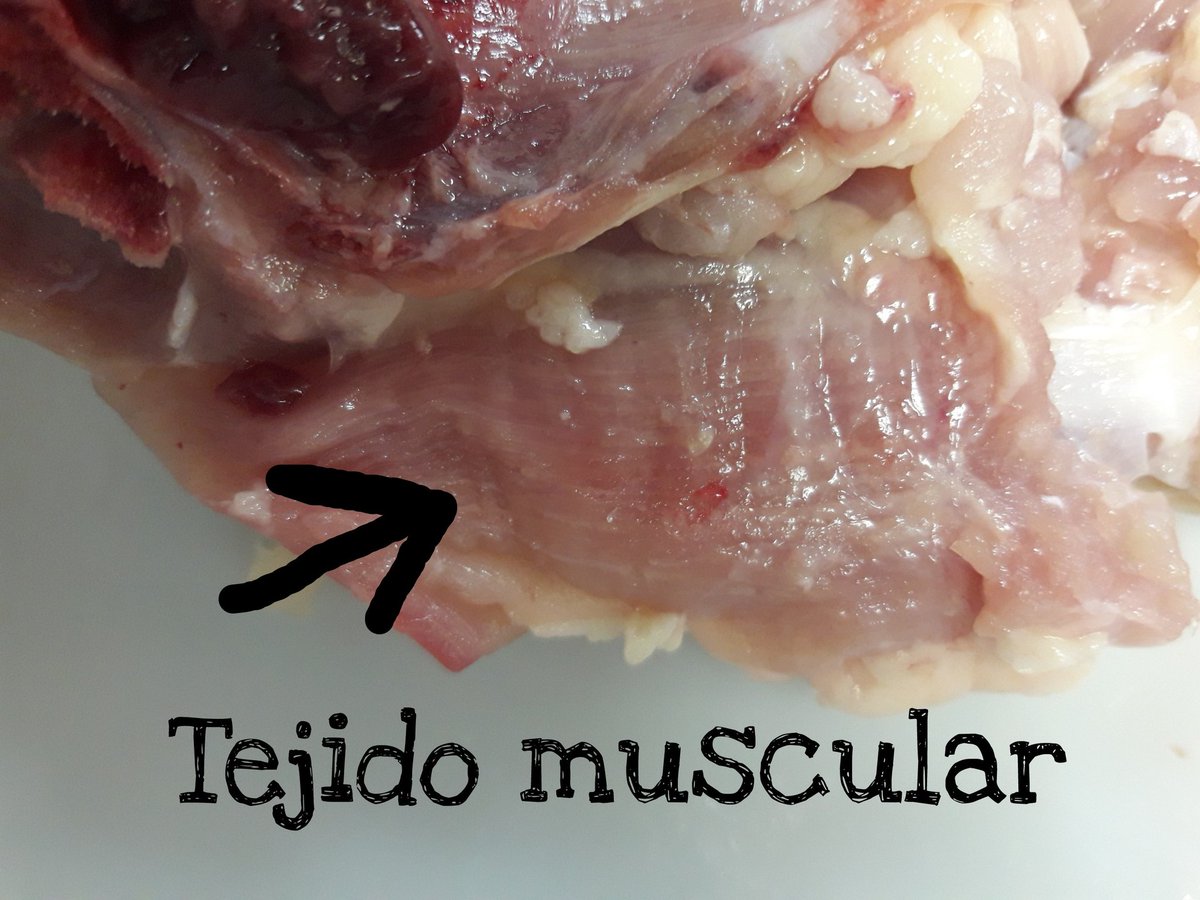 SthefC14's tweet photo. Biología: identificación de tejidos (1)
#3Bio  #JAS  #MdrSanGabriel https://t.co/uAYSP1T9uz