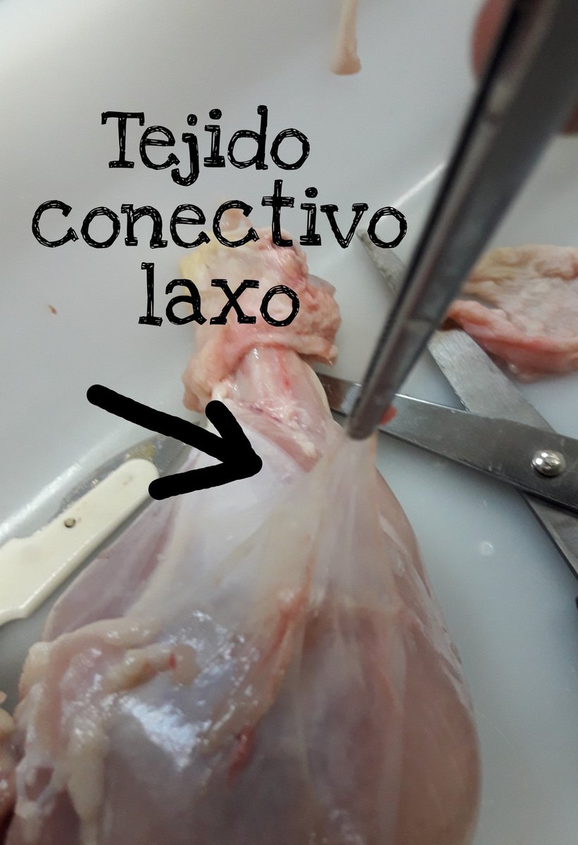 SthefC14's tweet photo. Biología: identificación de tejidos (1)
#3Bio  #JAS  #MdrSanGabriel https://t.co/uAYSP1T9uz