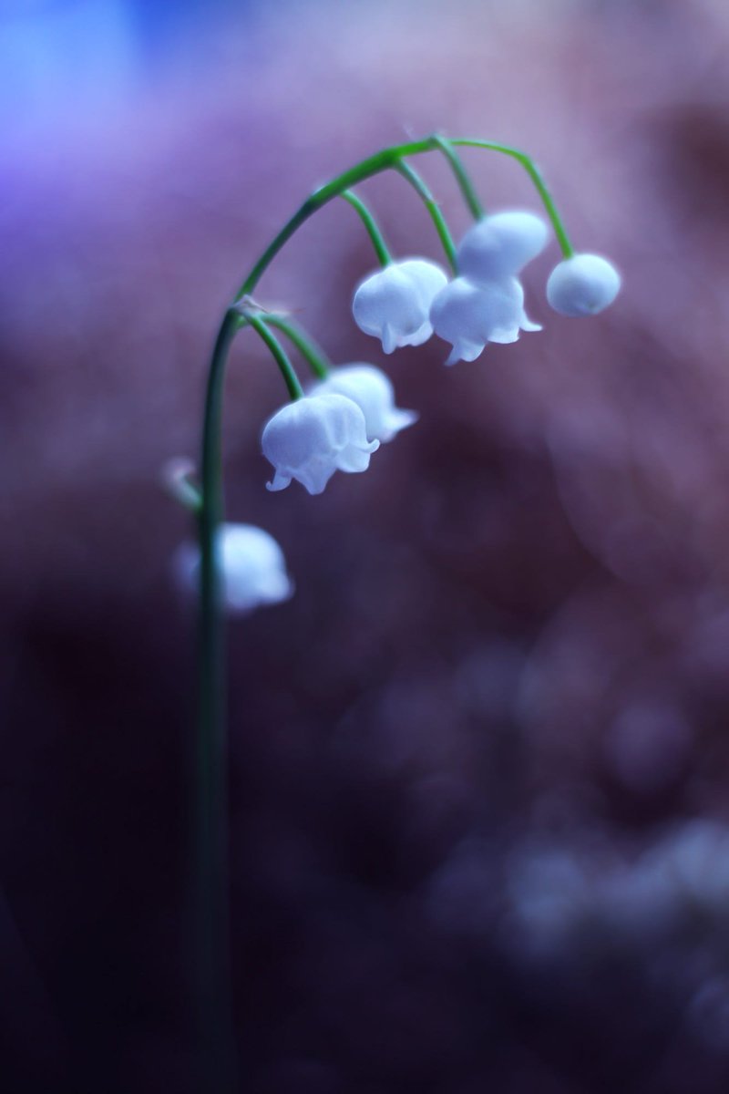 yoeditor's tweet photo. #YoEditor Lily of the valley by Elena Andreeva https://t.co/UXpJTKIhQ3 Via @500px https://t.co/h8GWupwR2H