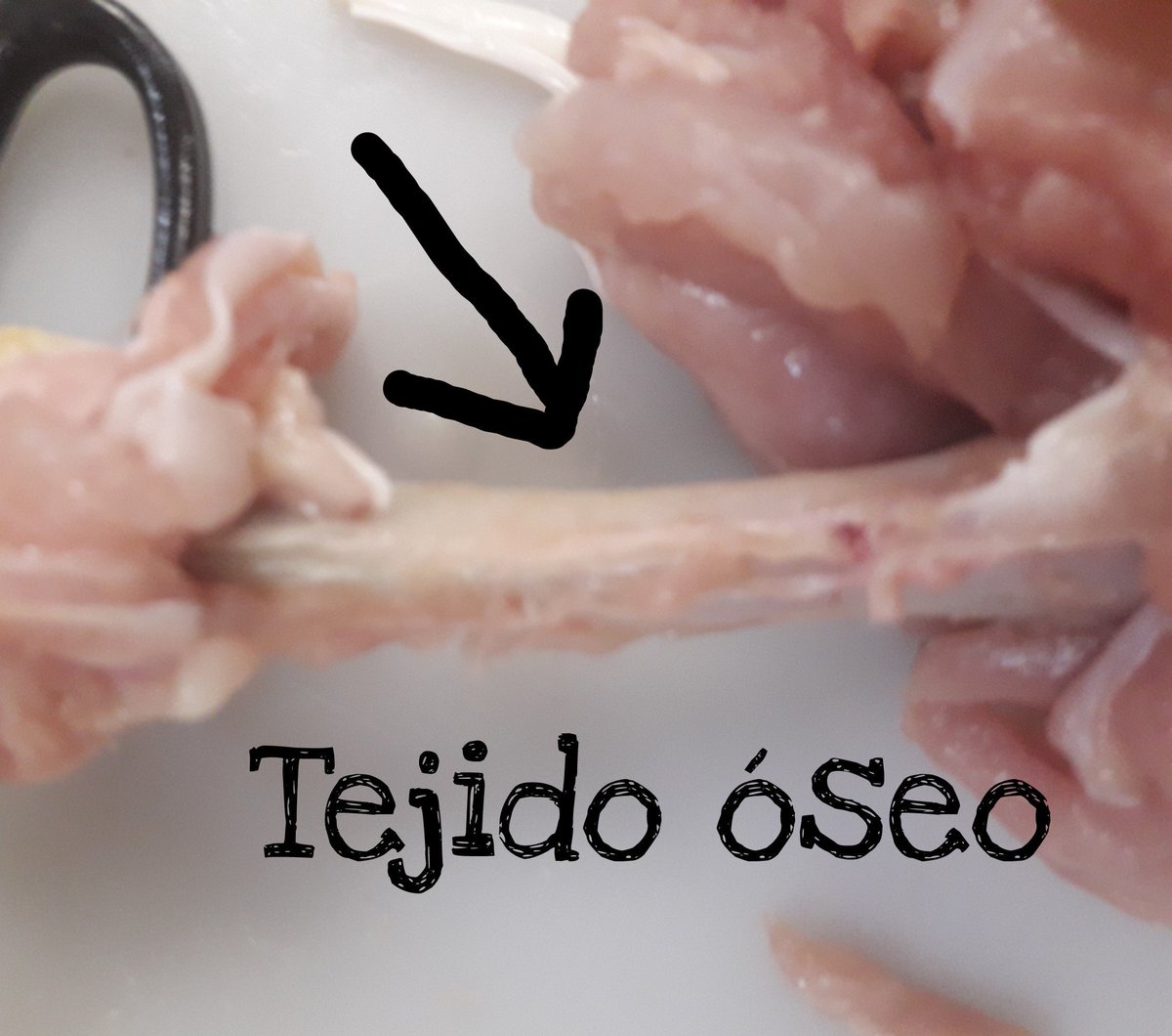 SthefC14's tweet photo. Biología: identificación de tejidos (2)
#3Bio  #Jas  #MdrSanGabriel https://t.co/fbWra4Agpk