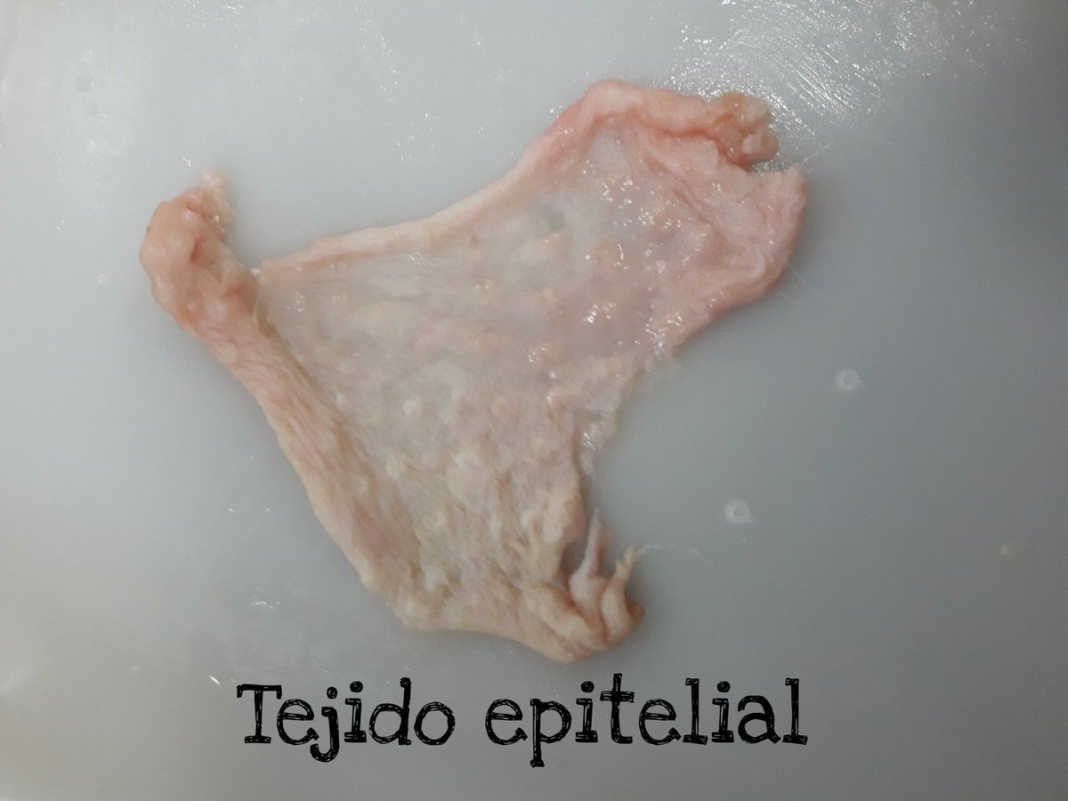SthefC14's tweet photo. Biología: identificación de tejidos (2)
#3Bio  #Jas  #MdrSanGabriel https://t.co/fbWra4Agpk