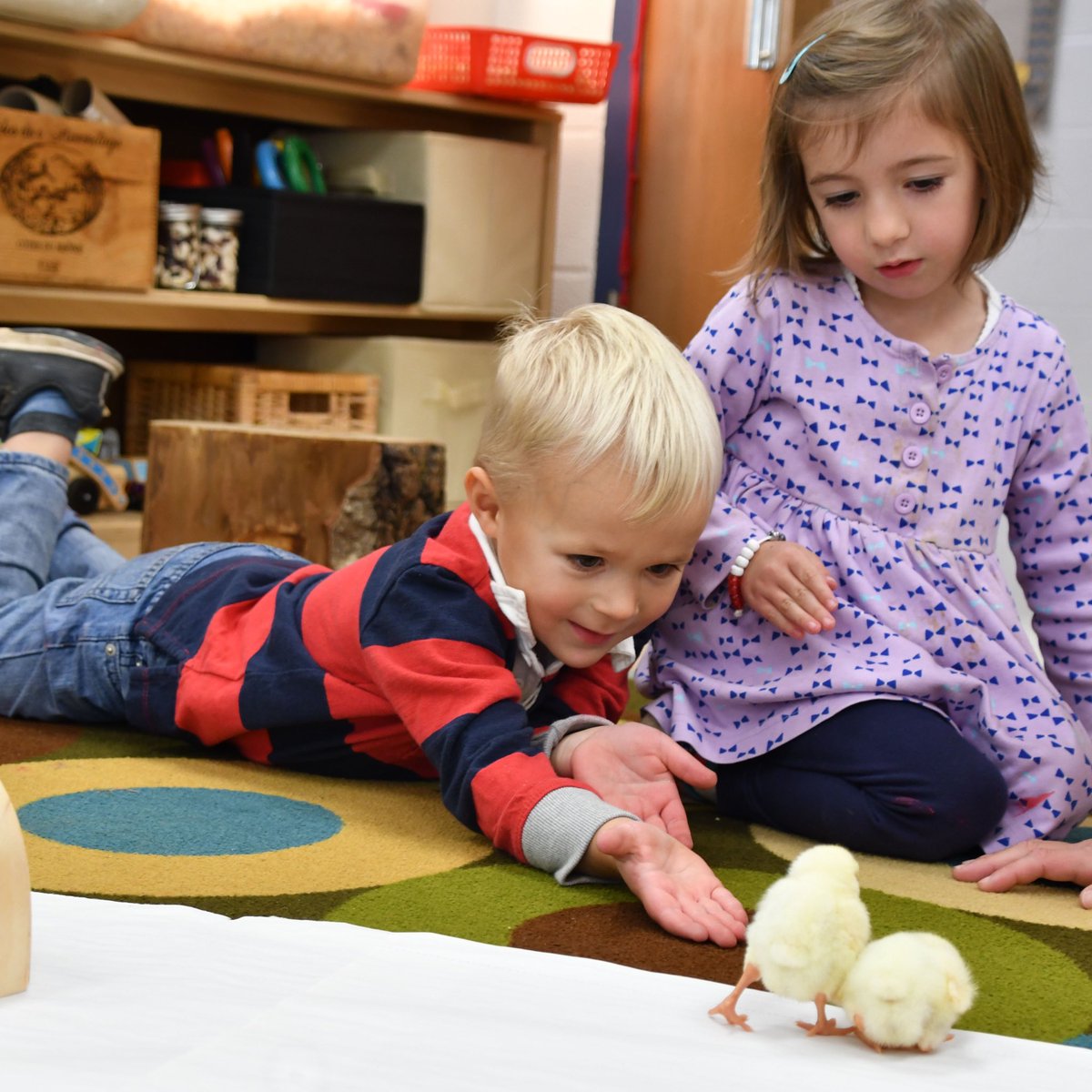 RPCSTweets's tweet photo. Tweet... tweet... did you hear? The 12 baby chicks in our Preschool hatched! π£ #RPCSpreschool #learningatRPCS https://t.co/IrqcuAZ5wo