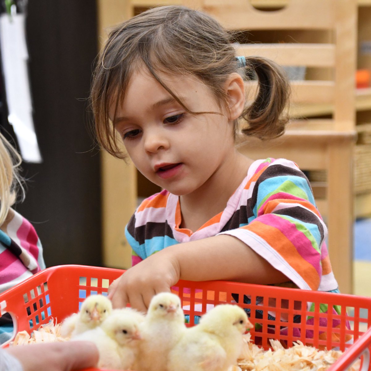RPCSTweets's tweet photo. Tweet... tweet... did you hear? The 12 baby chicks in our Preschool hatched! π£ #RPCSpreschool #learningatRPCS https://t.co/IrqcuAZ5wo
