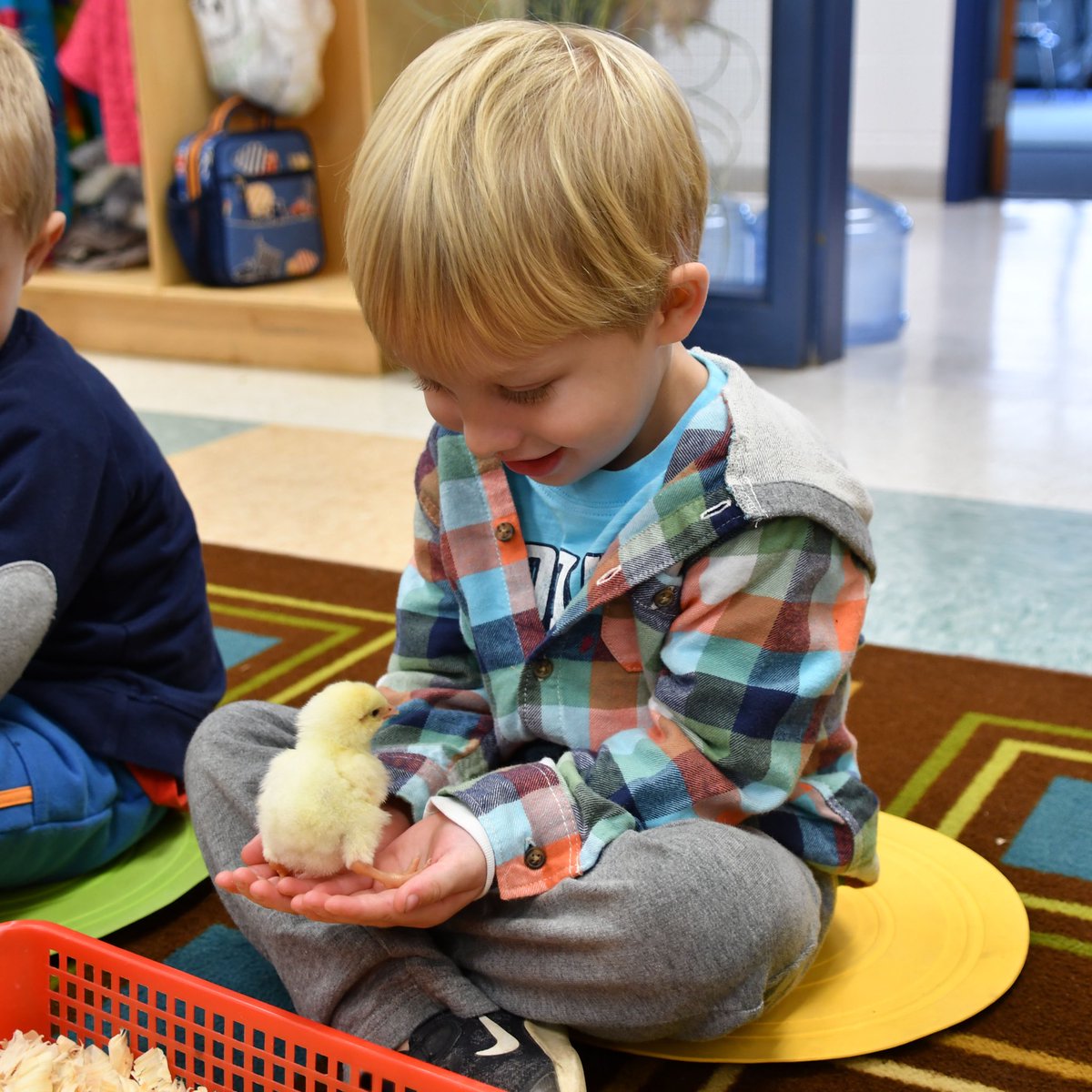 RPCSTweets's tweet photo. Tweet... tweet... did you hear? The 12 baby chicks in our Preschool hatched! π£ #RPCSpreschool #learningatRPCS https://t.co/IrqcuAZ5wo