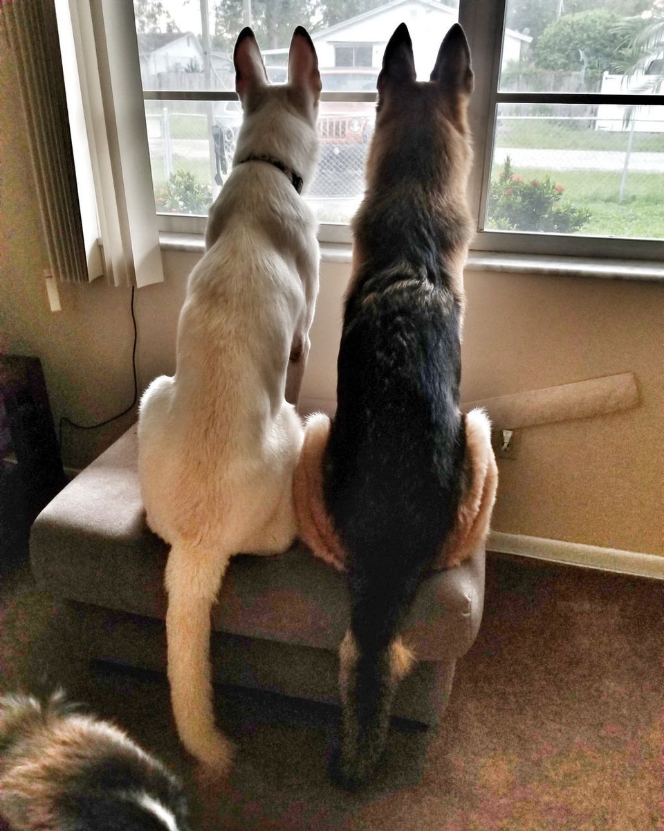 TailsTreasure's tweet image. The school bus is due anytime now