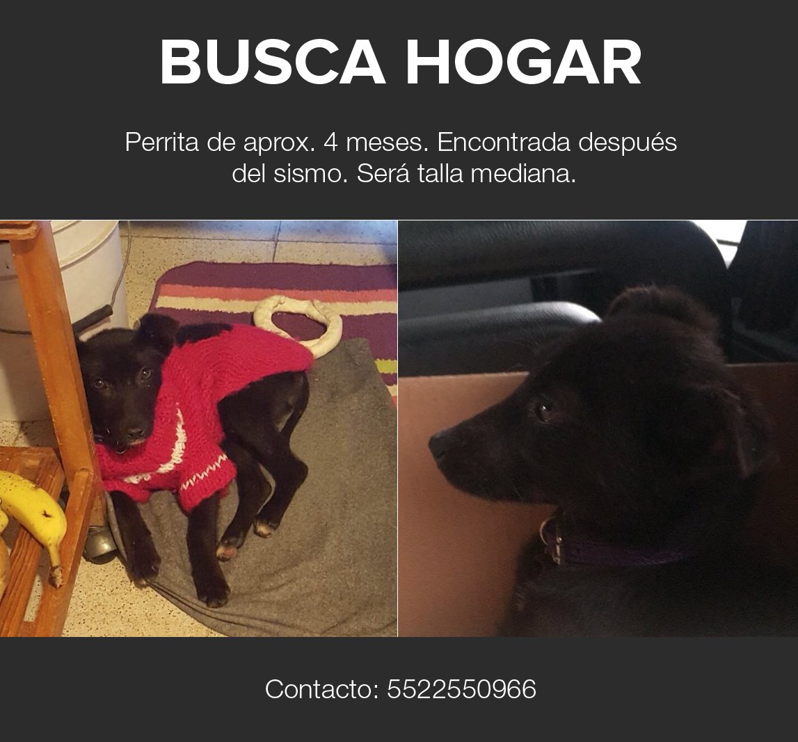 MascotasSismo's tweet photo. Rescatada de las calles, ya no la pueden tener y busca un hogar amoroso. https://t.co/EWO3fUcC72