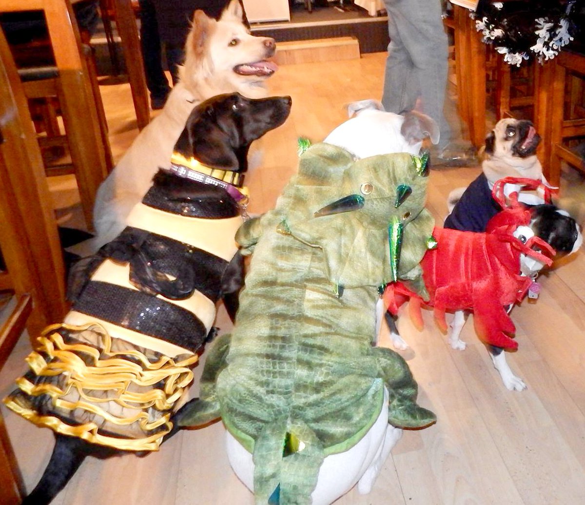 QueenVillageK9's tweet photo. HOWL-O-WEEN Party TONIGHT @ONealsPubPhilly. Dog Costume Contest, photo booth, raffles, &amp; more! #dogsincostume #howloween #QVK9 @qvnaorg @Litterpawphilly @Doggie_Style @ThePetSnobs @PHILLYPetPages @walkitlikeadog @CBPhilly @PhillyUnleashed @luckysQV @thephillydog @LilDogBigPhilly https://t.co/envoxMXwN3
