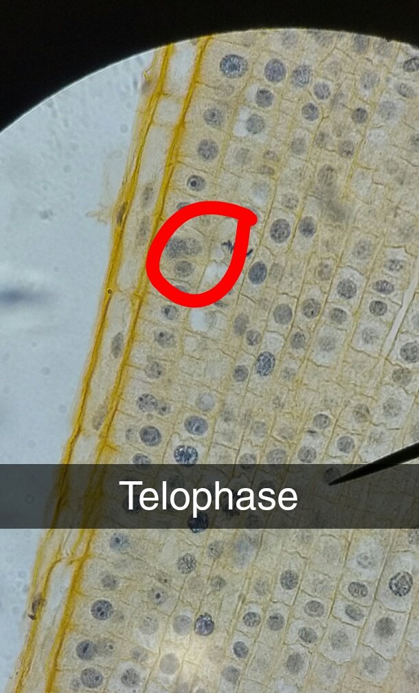 FrerichsJon's tweet photo. Stages of mitosis extra credit @SpencerBrabec @acostacorralgo @evan_forney @UNKBiol106CW #106F17week10 https://t.co/cFylDEi2ft