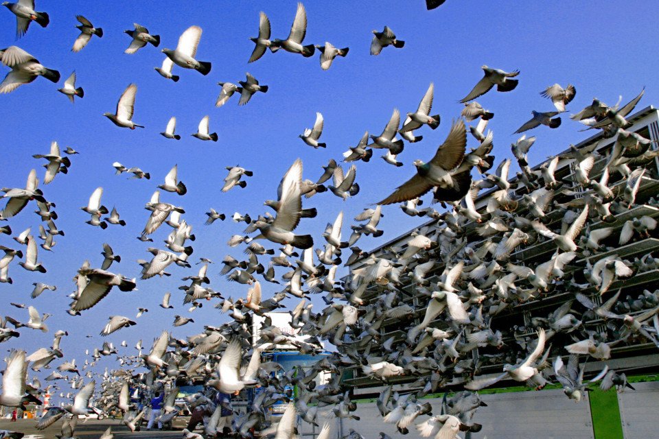 DSMFeed's tweet photo. Did you know the sport of racing pigeons may go back at least as far as 220 AD or possibly earlier? #WhatILearnedWednesday https://t.co/KUKu98gXa4