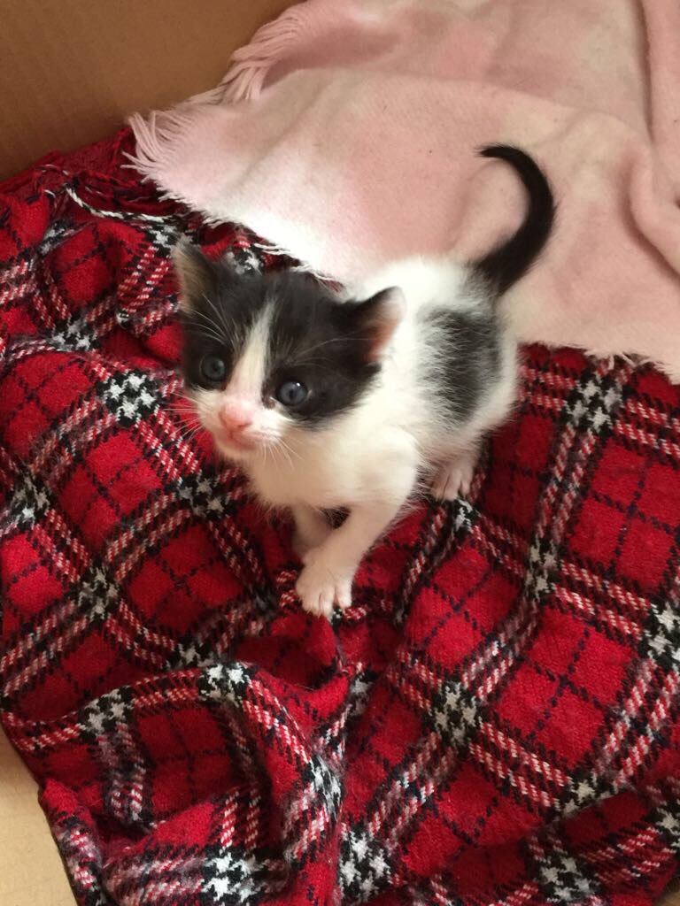 Peca busca adopción. La encontramos en la basura con días de vida. Ahora tiene 1 mes y medio.Quién puede resistirse? 677764666 #Ciempozuelos