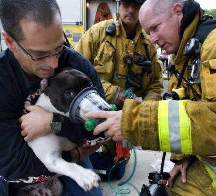 WeLoveDogsUSA's tweet image. Share this photo to thank the firemen who rescued this beautiful Pittie!

@BeAwesome_Laugh @dogcelebration @Captgorowara @by_Mariaaa  @HamillHimself @Berti_and_Ernie @MesMitch @woodmontcyn @j_zeverino  @dreneehawkins @j_zeverino @Thomas_F81