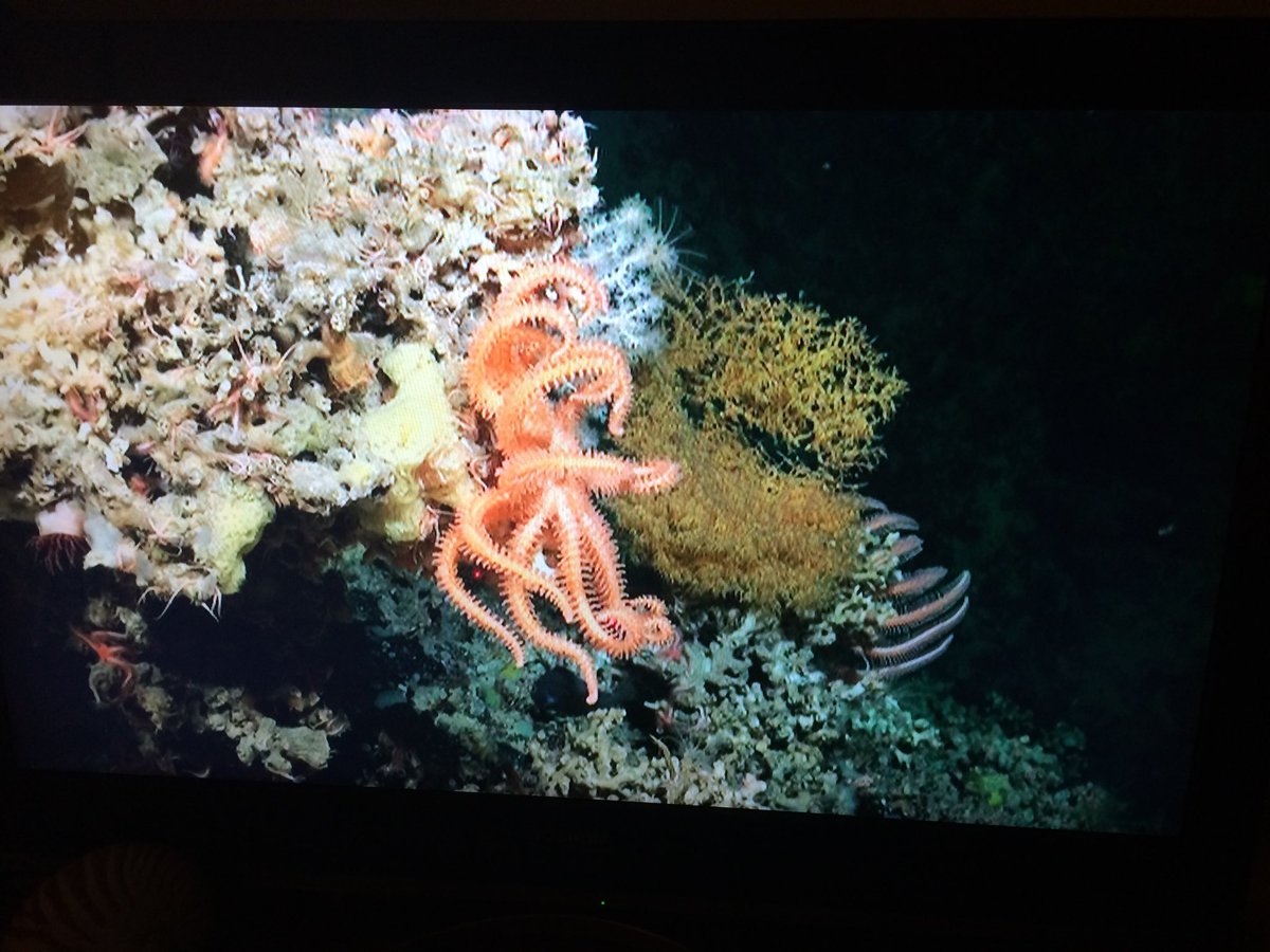 Emma Sheehan (@dr_emma_sheehan) on Twitter photo Very excited to see our own <a href="/PlymUni/">University of Plymouth</a> Dr Kerry Howell <a href="/DeepSeaEcol/">Prof Kerry Howell (not in use)</a> on the <a href="/BBCSpotlight/">BBC South West</a> couch this evening. Amazing deep sea research on search for potential antibiotics Deep links project. Very excited to see our own <a href="/PlymUni/">University of Plymouth</a> Dr Kerry Howell <a href="/DeepSeaEcol/">Prof Kerry Howell (not in use)</a> on the <a href="/BBCSpotlight/">BBC South West</a> couch this evening. Amazing deep sea research on search for potential antibiotics Deep links project.