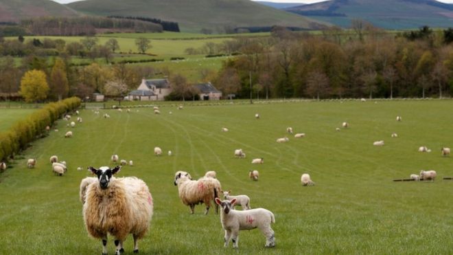 BBCScotlandNews's tweet photo. Scottish government accuses Treasury of "great rural robbery" of £160m in EU subsidies owed to hill farmers https://t.co/Iqv7fJqras https://t.co/Qg66lRaj5O