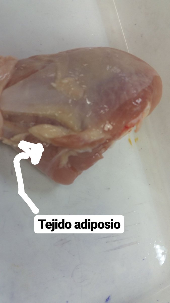 DanielLorenzo30's tweet photo. Identificando tejidos #3BIO #Threes #MdrSanGabiel https://t.co/ZoKHGrveGV