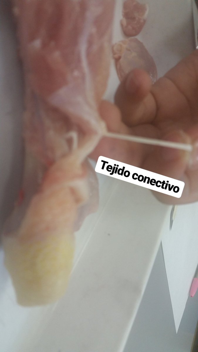 DanielLorenzo30's tweet photo. Identificando tejidos #3BIO #Threes #MdrSanGabiel https://t.co/ZoKHGrveGV