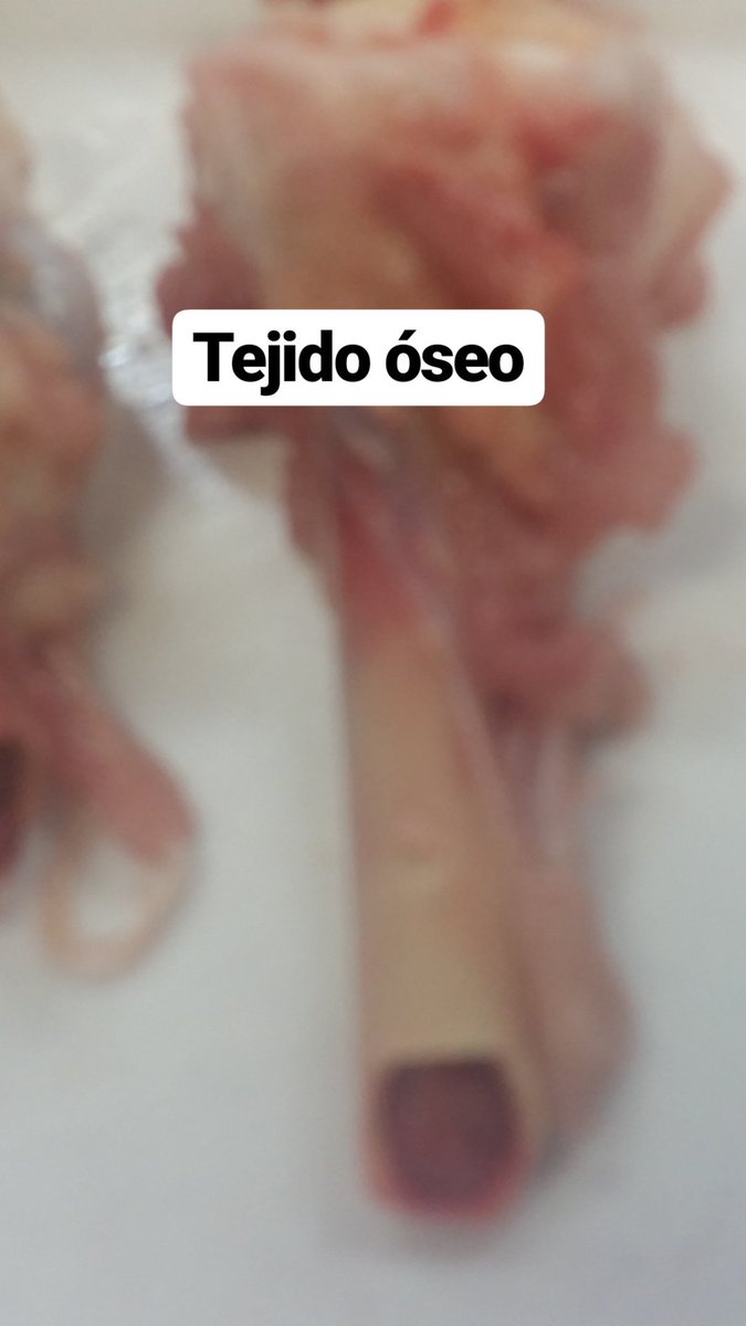 DanielLorenzo30's tweet photo. Investigando tejidos (2) #3BIO #Threes #MdrSanGabiel https://t.co/0JSUd6U4FZ