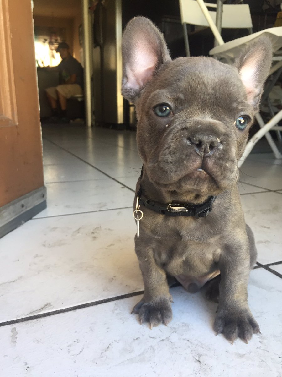 DaniGuey's tweet photo. I got a dog guys #checale #fenchbulldog https://t.co/Q618mMcVu0