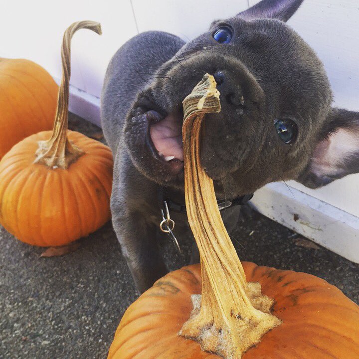 DaniGuey's tweet photo. I got a dog guys #checale #fenchbulldog https://t.co/Q618mMcVu0