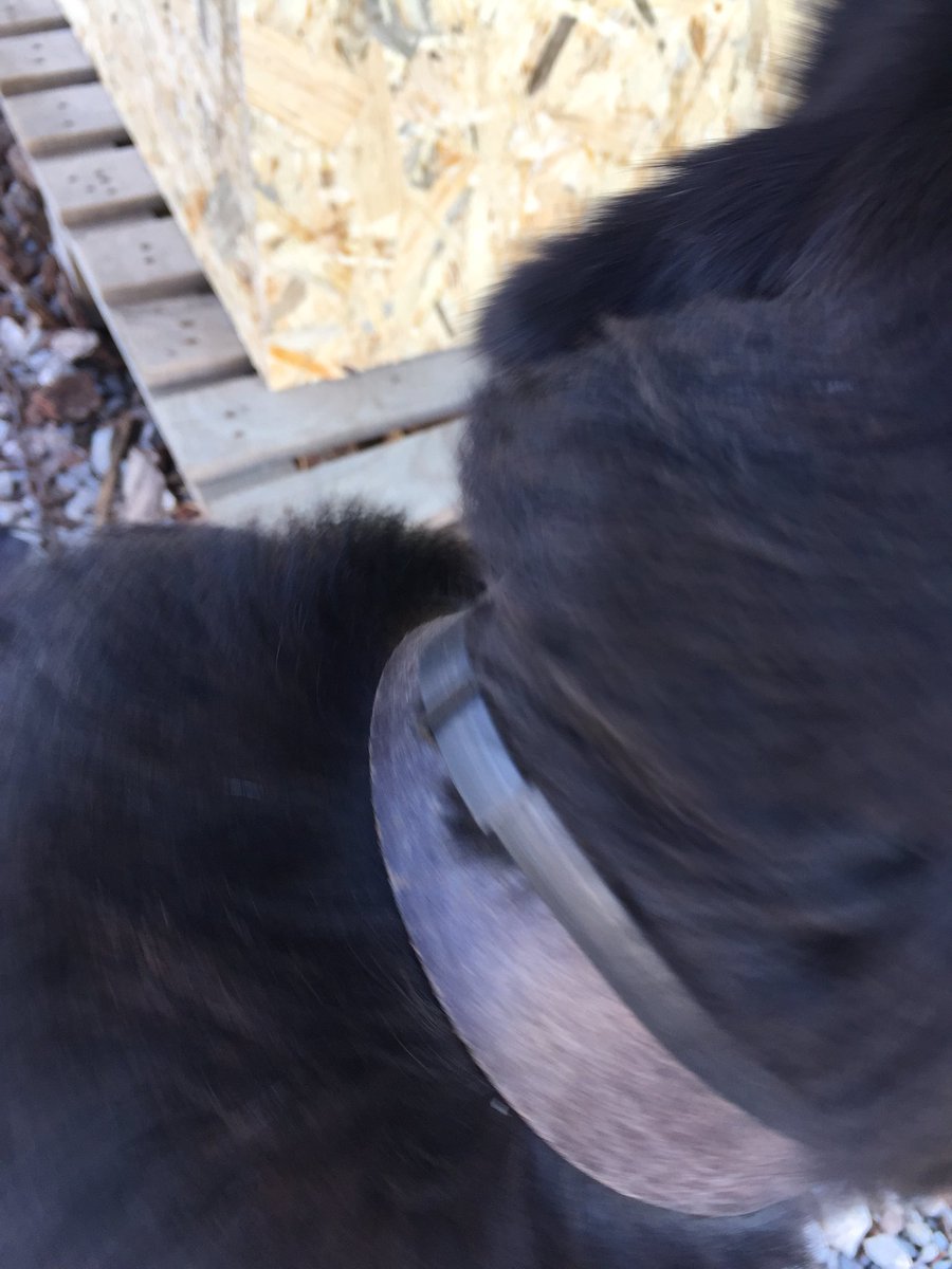 Ein herzliches DANKESCHÖN an euch <a href="/Beaphar/">Beaphar</a> für die tolle Spende an Ungeziefer-Halsbändern! Hier einige Bilder für euch