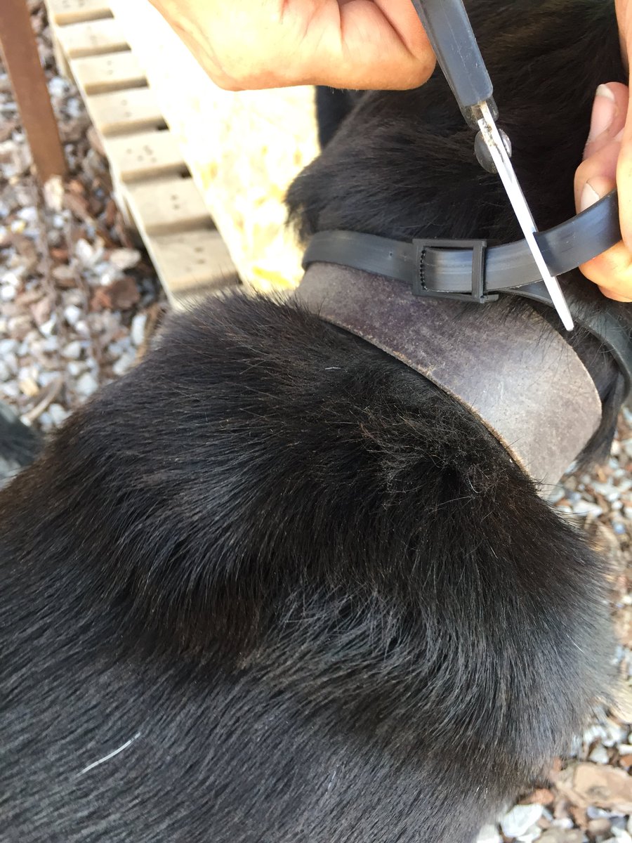 𝙏𝘼𝙍𝙊 𝙂𝙚𝙧𝙢𝙖𝙣𝙮 𝙚.𝙑. tweet media