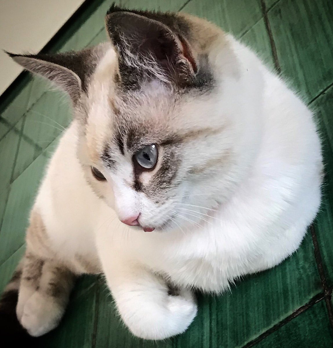 AngeloferAngelo's tweet photo. My cat... https://t.co/uJuFDLxaZt