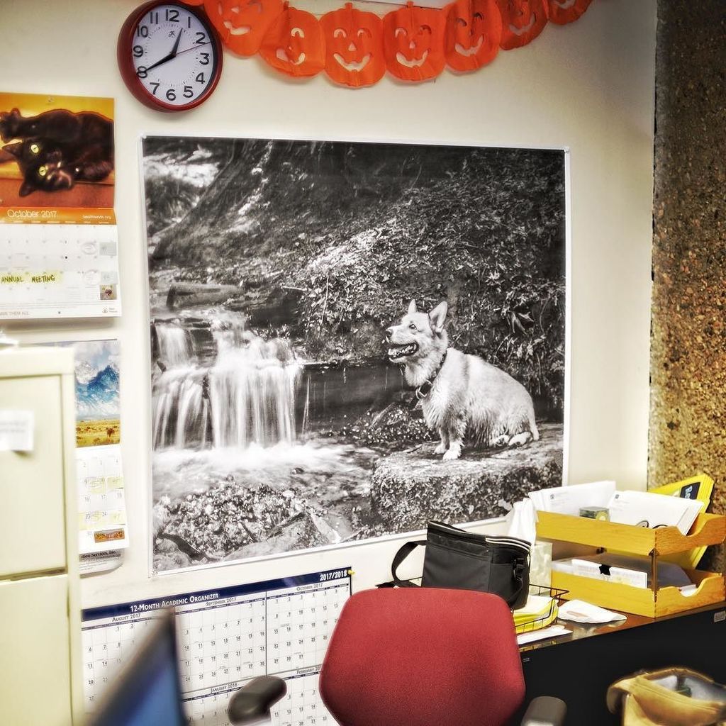 GoCatGo's tweet image. Bubba the Corgi #engineerprint from @parabopress … ift.tt/2yKpXwU