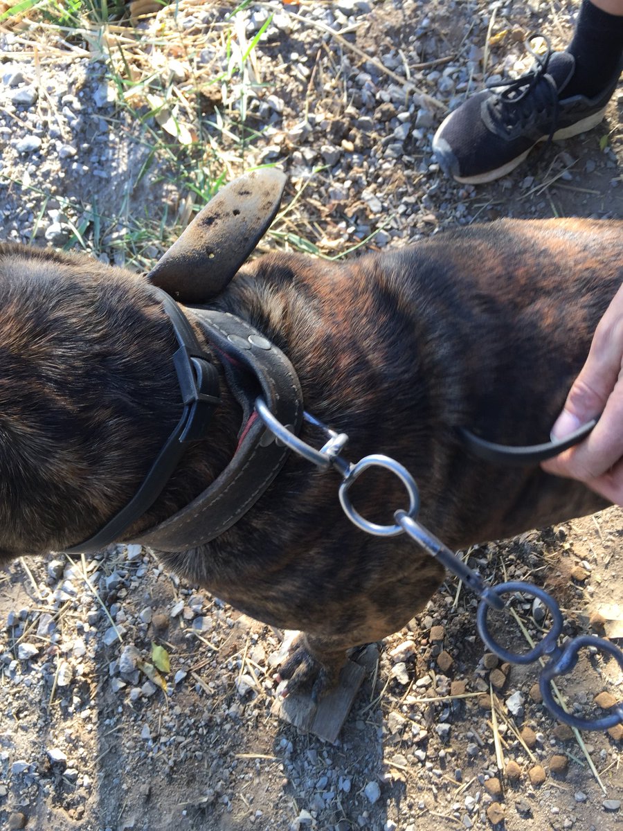 Gerade unsere kurzhaarigen Fellnasen sind die nächsten 5 Monate vor lästigen Plagegeistern geschützt. Danke liebes <a href="/Beaphar/">Beaphar</a> -Team