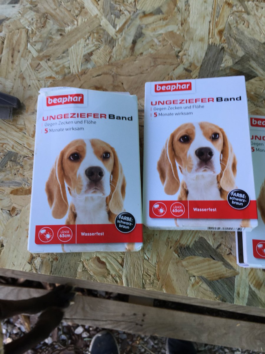 𝙏𝘼𝙍𝙊 𝙂𝙚𝙧𝙢𝙖𝙣𝙮 𝙚.𝙑. tweet media