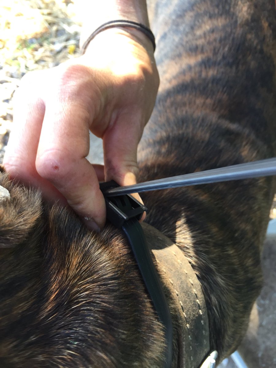 𝙏𝘼𝙍𝙊 𝙂𝙚𝙧𝙢𝙖𝙣𝙮 𝙚.𝙑. tweet media