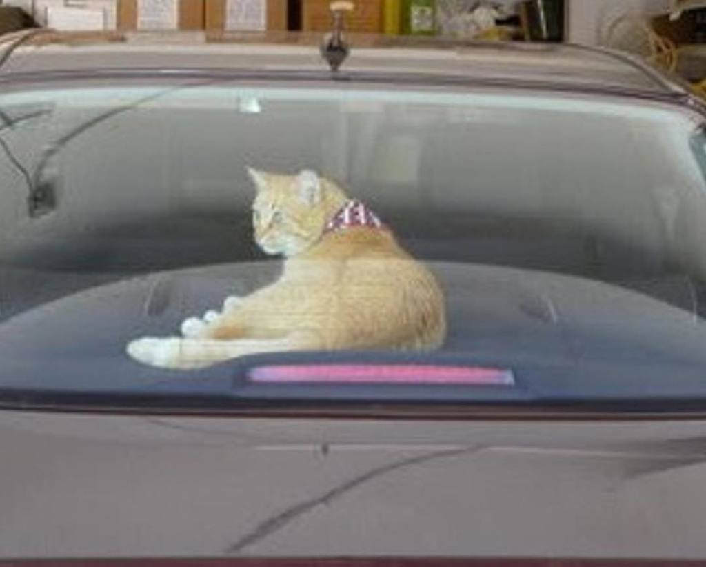 CatFlair's tweet photo. How'd you get in there? 😺 #catinacar #catgames #catmischief #catincar #gingercat #catflair https://t.co/QO8YaN2T0X https://t.co/4vCrUZ8TNZ