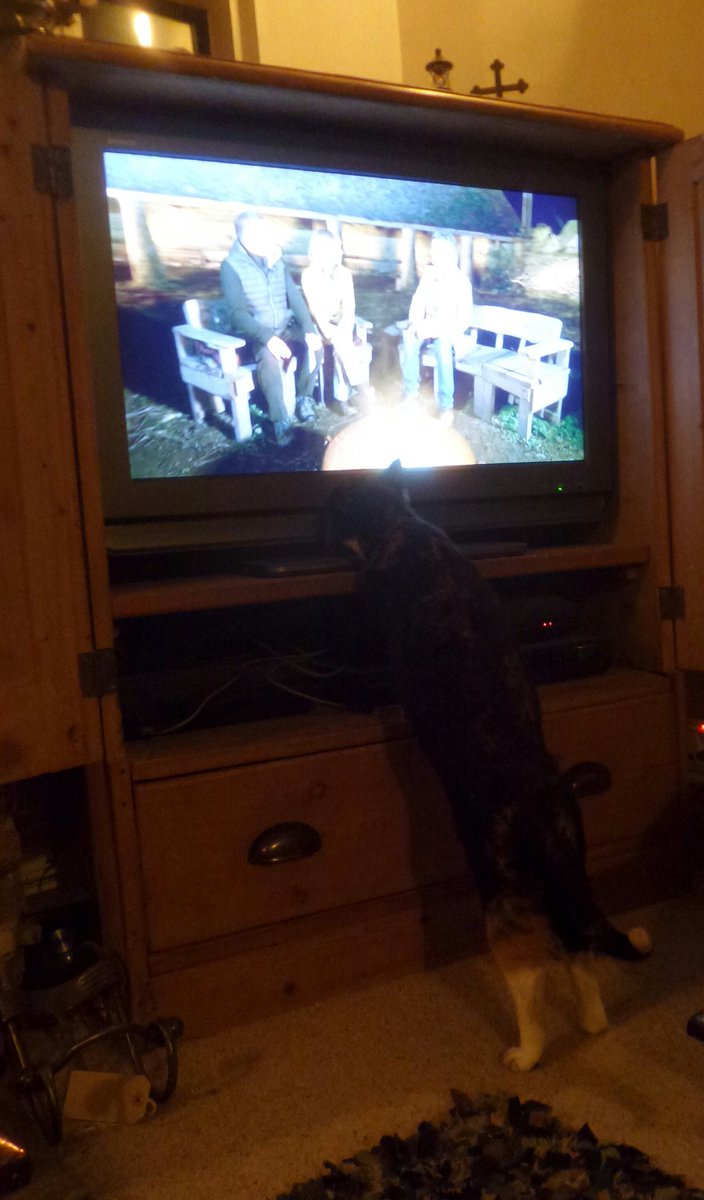 TwoTreesReserve's tweet photo. Holly, paying close attention to the garden bird section of #AutumnWatch Such an avid fan! https://t.co/LwbVgr8vAs