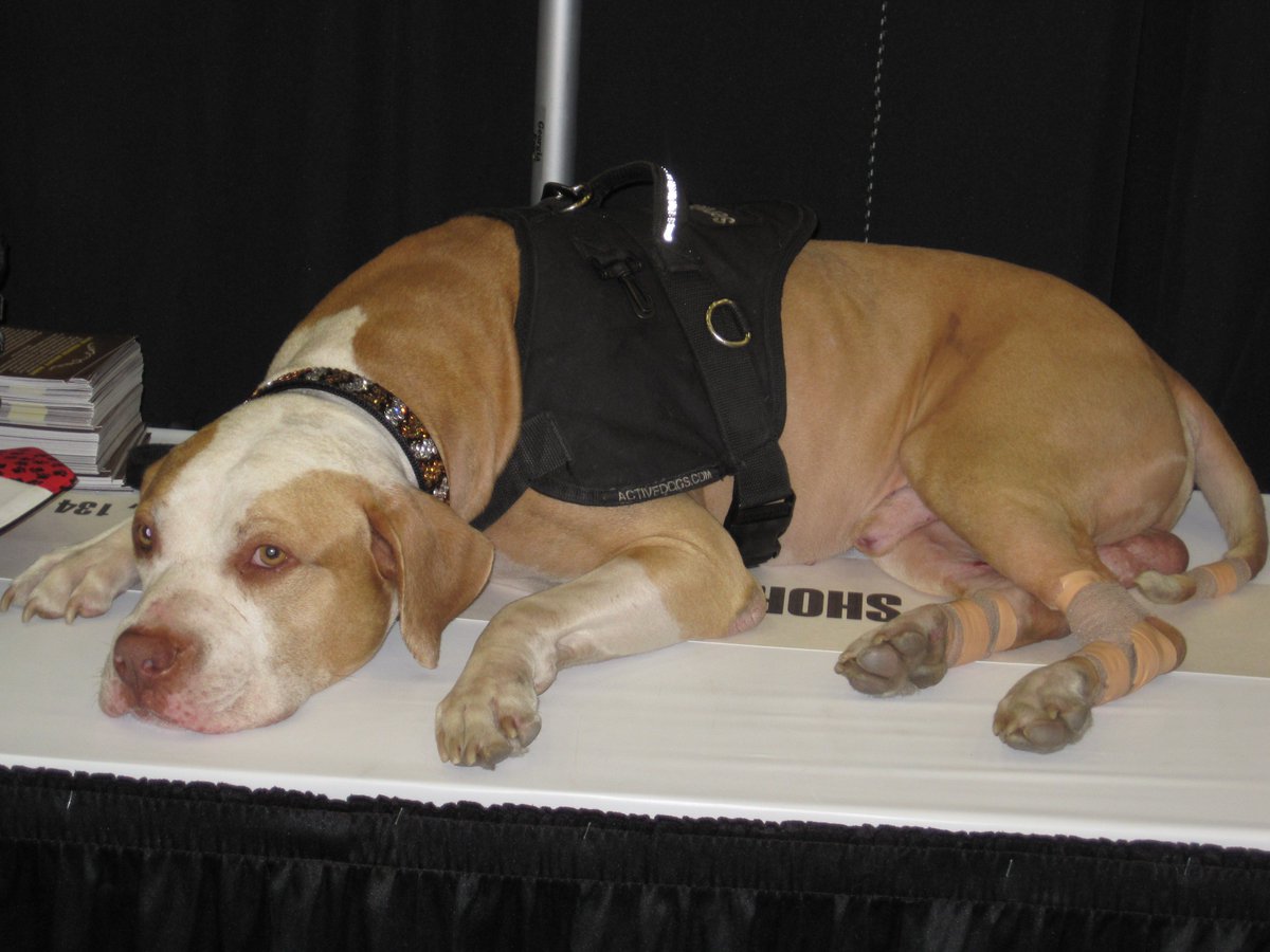 dela_s's tweet photo. @ShortyRossi R.I.P. Hercules ๐
You are a angel puppy crossing the rainbow bridge and playing with all your friends free of pain and young again
#notobsl https://t.co/nhuw8QHlKf