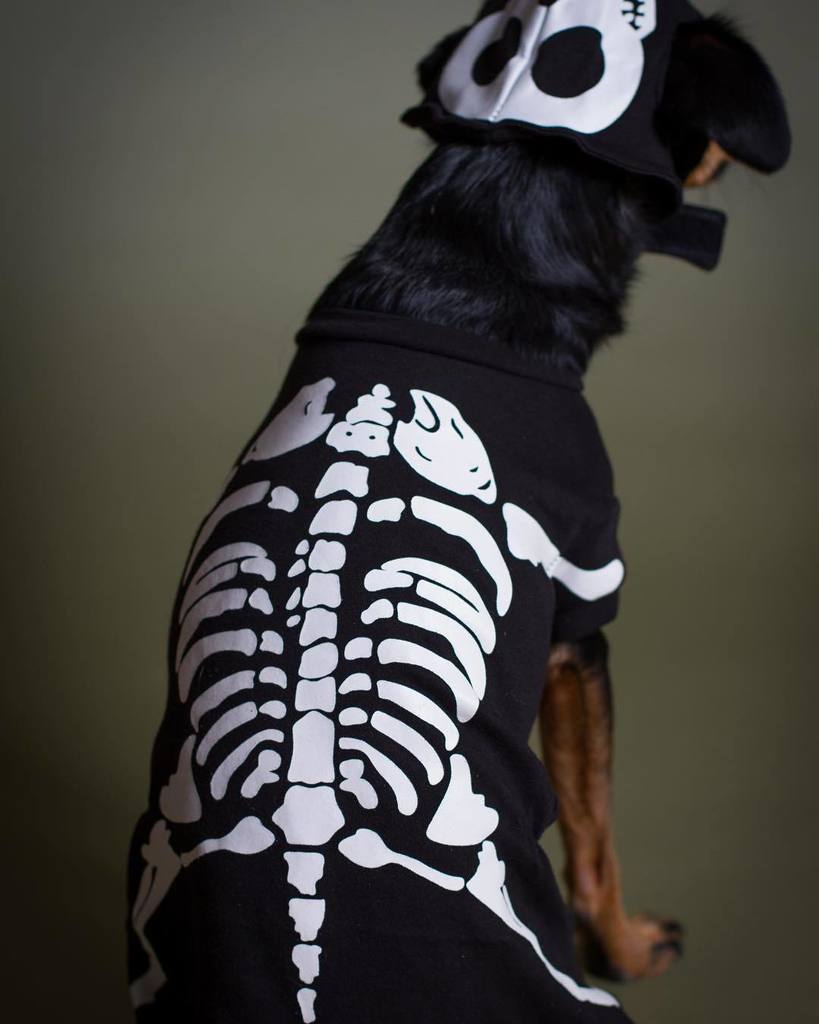 petsbysorrell's tweet photo. Halloween is almost here guys!🎃
.
.
.
.
#Halloween #haloweendogs #petsbysorrell #dogsofinstagram #doglovers #dogmo… https://t.co/T0K3pzUhcc https://t.co/CPpJyLKzKi