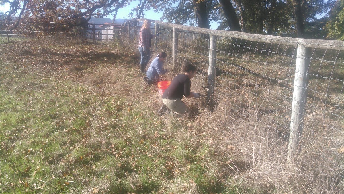 Turf_Miles's tweet photo. Barenbrug Research is #Helpingwithhands https://t.co/VsUuvRO4rg