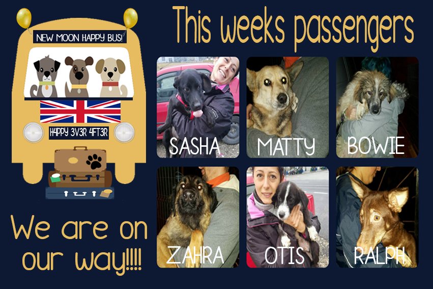 New Moon Dog Rescue Newmoonrescue Twitter