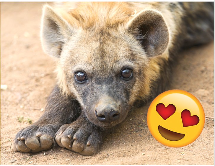 NoeyNever's tweet photo. Blog for @MResBEC on #hyenas (obvs). Historic bad reputation damages conservation. Cute #insta pics create support.
https://t.co/ahvVjJIATT https://t.co/5PX9DaBydp