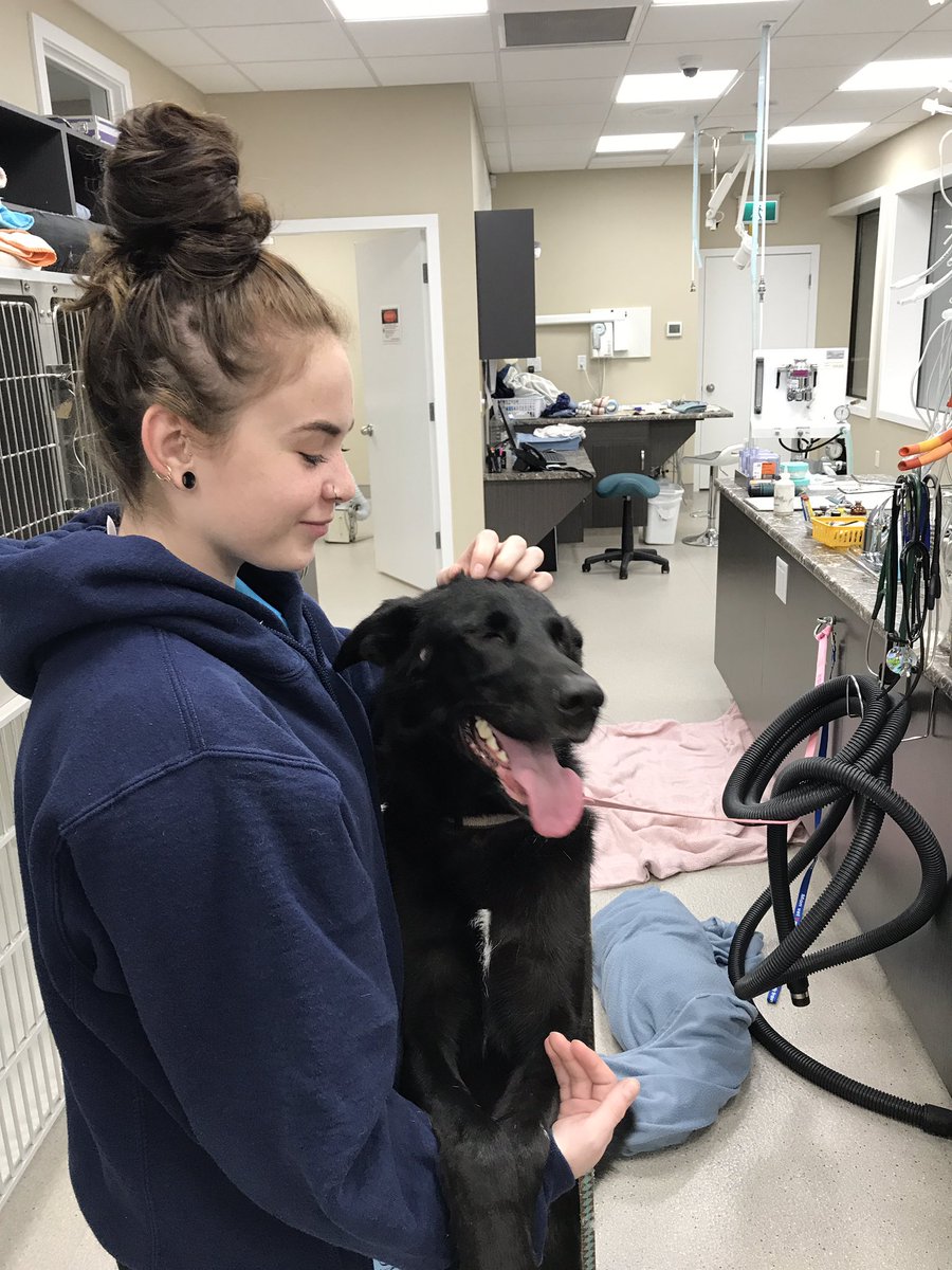 Paige and the Vet Assistant Program #nicekitty #gofetch @yalelions <a href="/CareerPrograms/">Abbotsford School District Career Programs</a>