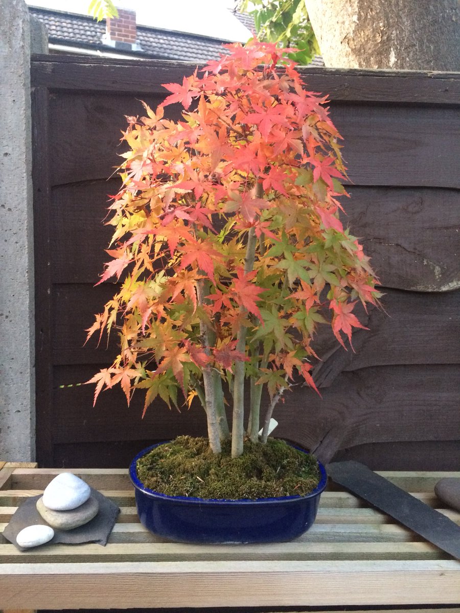 One of my #bonsai has changed colour making the weather and impending darkness seem more acceptable.....