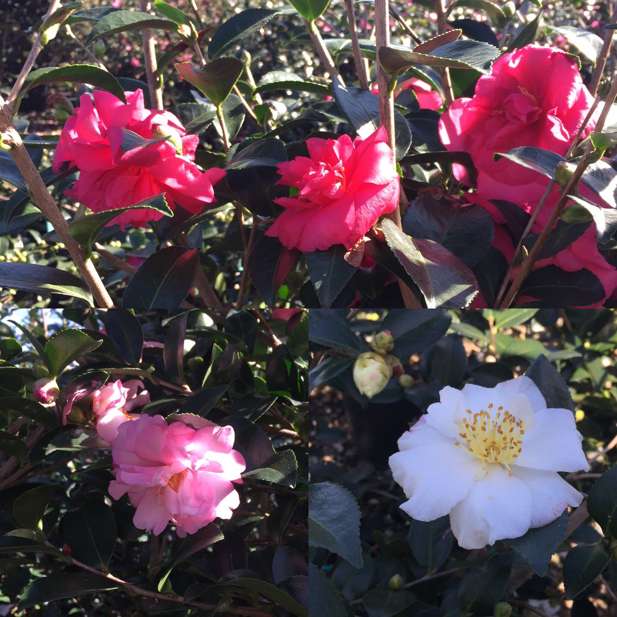 gvfarms's tweet photo. Sasanqua Camellias are bursting with blooms! We have several varieties available in 7gal! https://t.co/WecOb52FT8