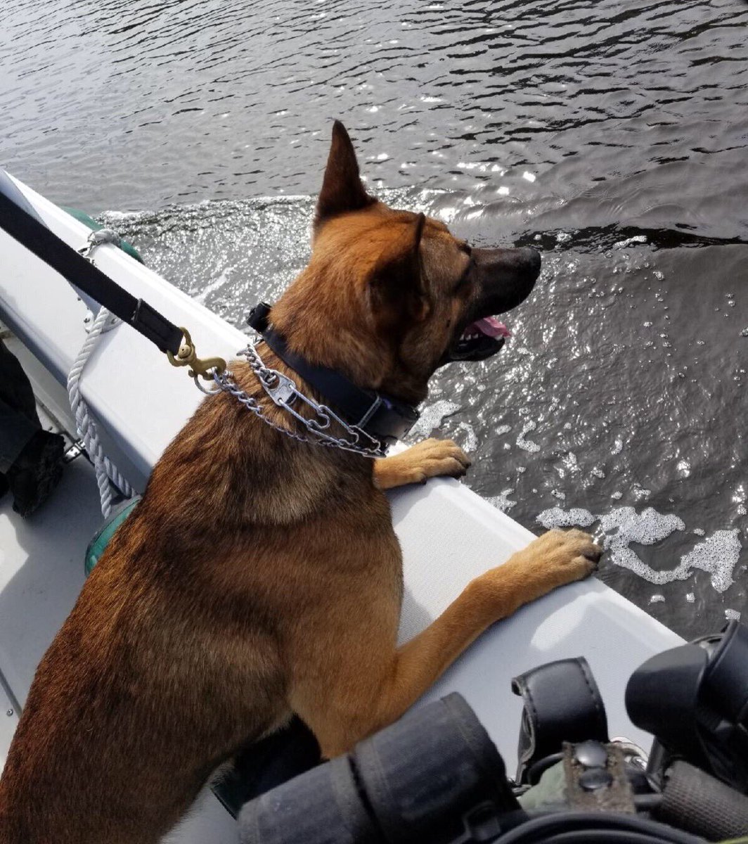 CCSOFLSheriff's tweet photo. #wishingiwask9wednesday Scar and Ladybird practiced deployment from the marine patrol boat today! #ccsok9 https://t.co/Qa5GgwCf4h