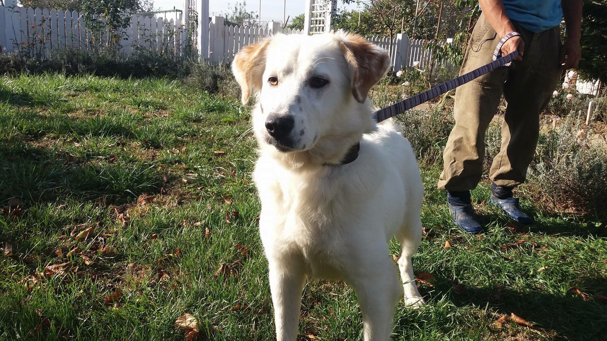 New Moon Dog Rescue Newmoonrescue Twitter