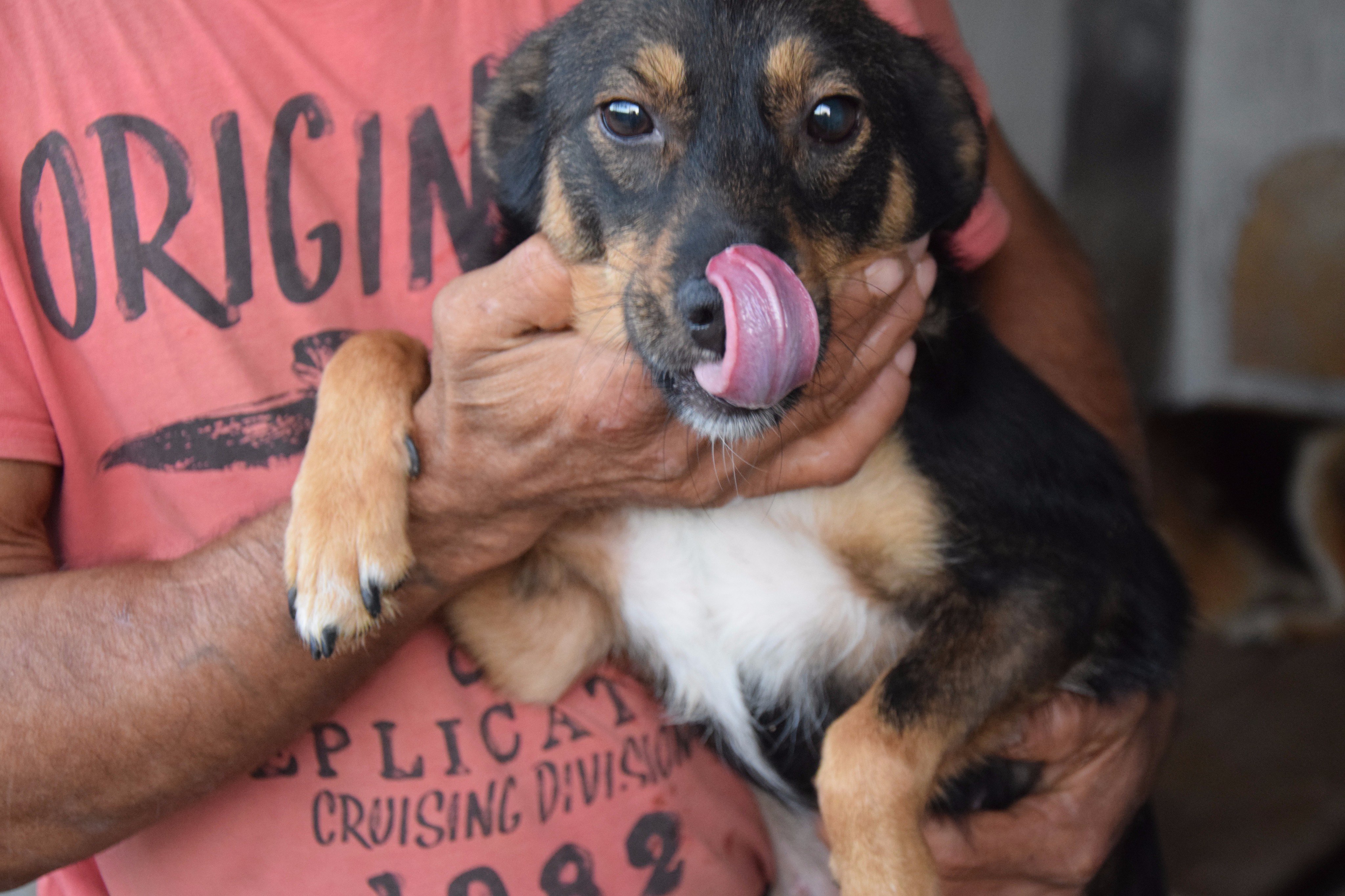 New Moon Dog Rescue Newmoonrescue Twitter