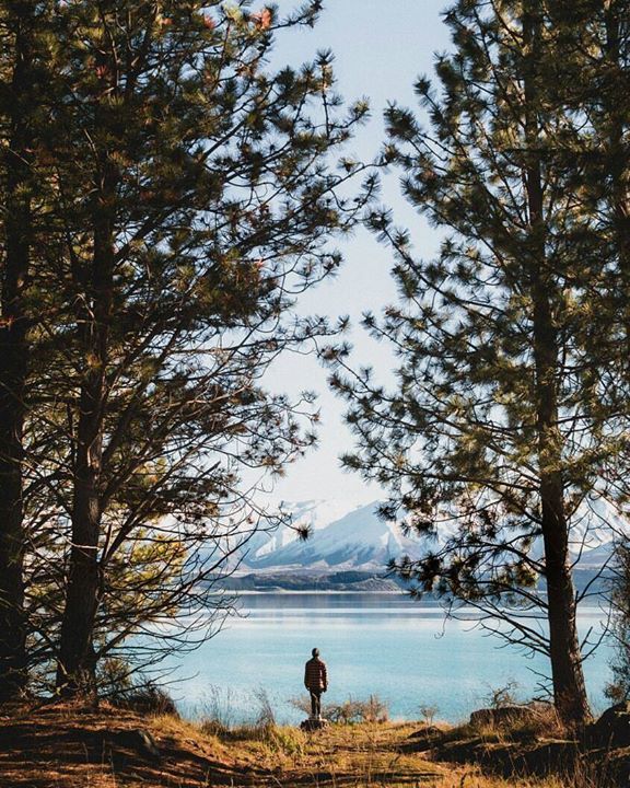 moderentals's tweet photo. Framed by massive trees, Lake Pukaki's icey blue water sits still and flat. Glacier flour (extremely fine rock pow… https://t.co/jneTq5m6je https://t.co/RljvWulwhr